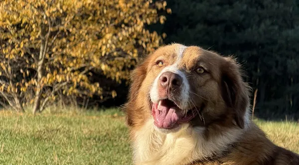 Pies do adopcji, Pieczyska, 19 grudnia 2025 (1/5)