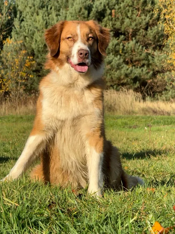 Pies do adopcji, Pieczyska, 19 grudnia 2025 (2/5)