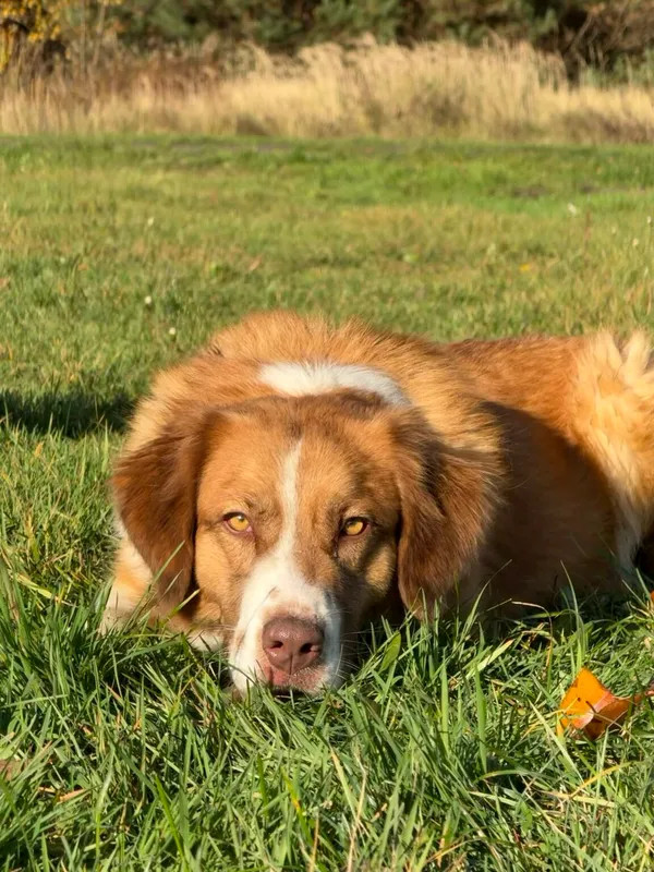 Pies do adopcji, Pieczyska, 19 grudnia 2025 (3/5)