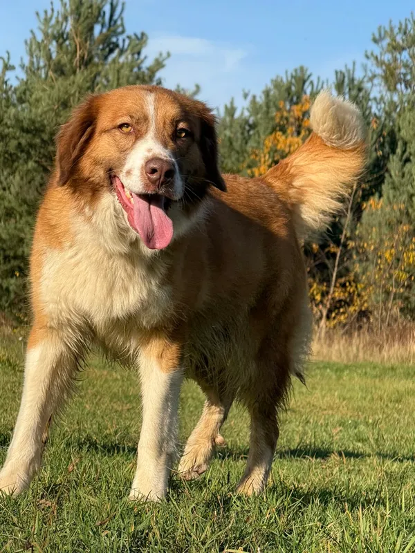 Pies do adopcji, Pieczyska, 19 grudnia 2025 (4/5)