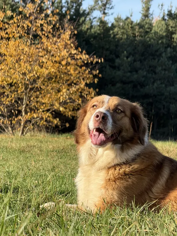 Pies do adopcji, Pieczyska, 19 grudnia 2025 (5/5)