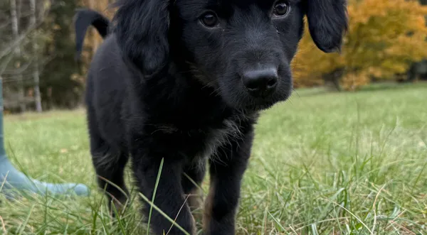 Pies do adopcji, Pieczyska, 19 grudnia 2025 (1/4)