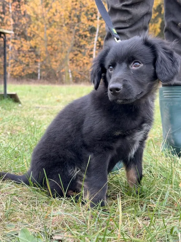 Pies do adopcji, Pieczyska, 19 grudnia 2025 (2/4)