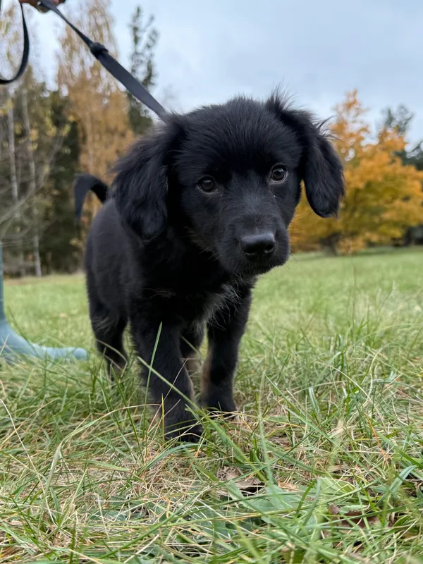 Pies do adopcji, Pieczyska, 19 grudnia 2025 (3/4)