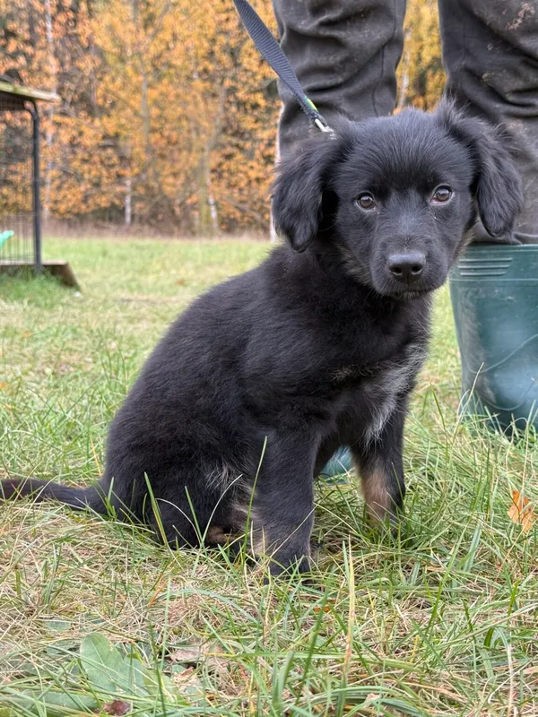 Pies do adopcji, Pieczyska, 19 grudnia 2025 (4/4)