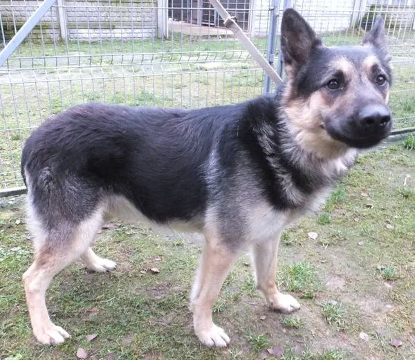 Znaleziono psa, Nowa Krępa, 3 grudnia 2025