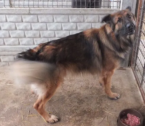 Znaleziono psa, Nowa Krępa, 21 listopada 2025