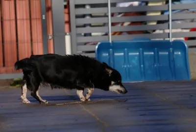 Pies do adopcji, Pabianice, 6 listopada 2025 (1/4)