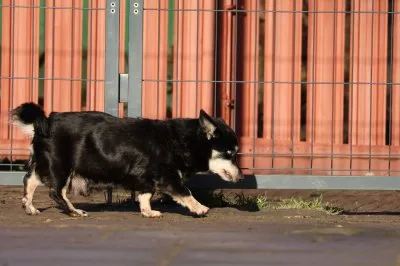 Pies do adopcji, Pabianice, 6 listopada 2025 (4/4)