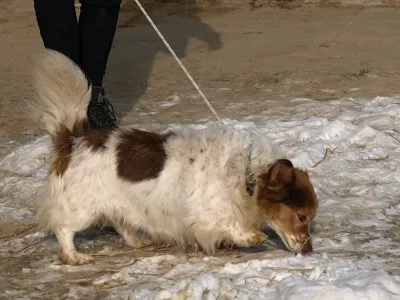 Pies do adopcji, Pabianice, 19 grudnia 2025 (2/4)