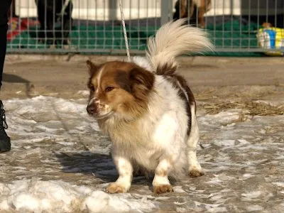 Pies do adopcji, Pabianice, 19 grudnia 2025 (3/4)