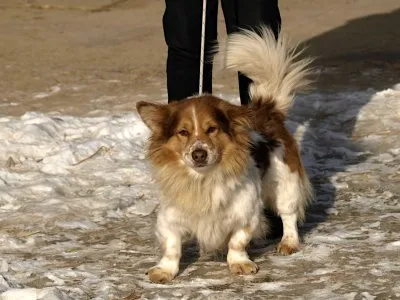 Pies do adopcji, Pabianice, 19 grudnia 2025 (4/4)