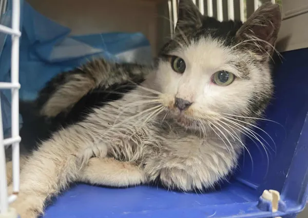 Znaleziono kota, Bydgoszcz, 15 grudnia 2025