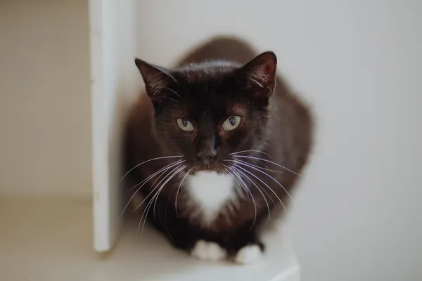 Oddam kota, Warszawa, Młynów, 20 grudnia 2025 (2/4)