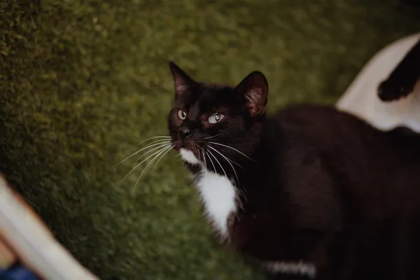 Oddam kota, Warszawa, Młynów, 20 grudnia 2025 (4/4)