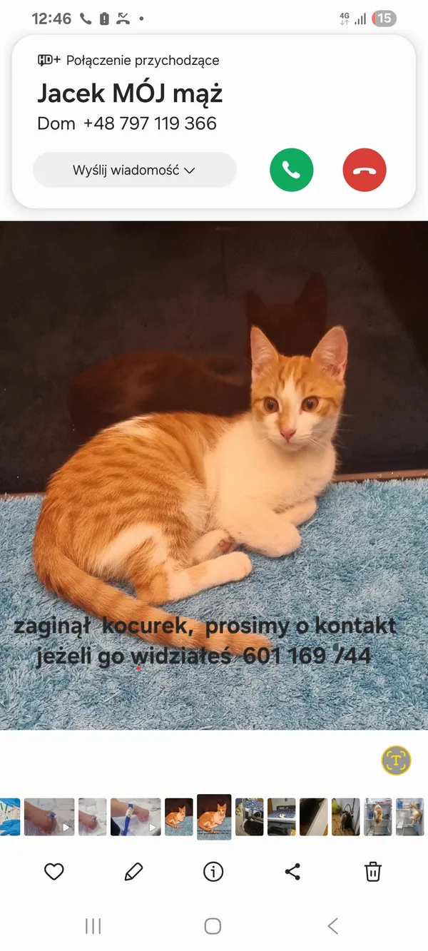 Zaginął kot, Włoszczowa, 20 grudnia 2025