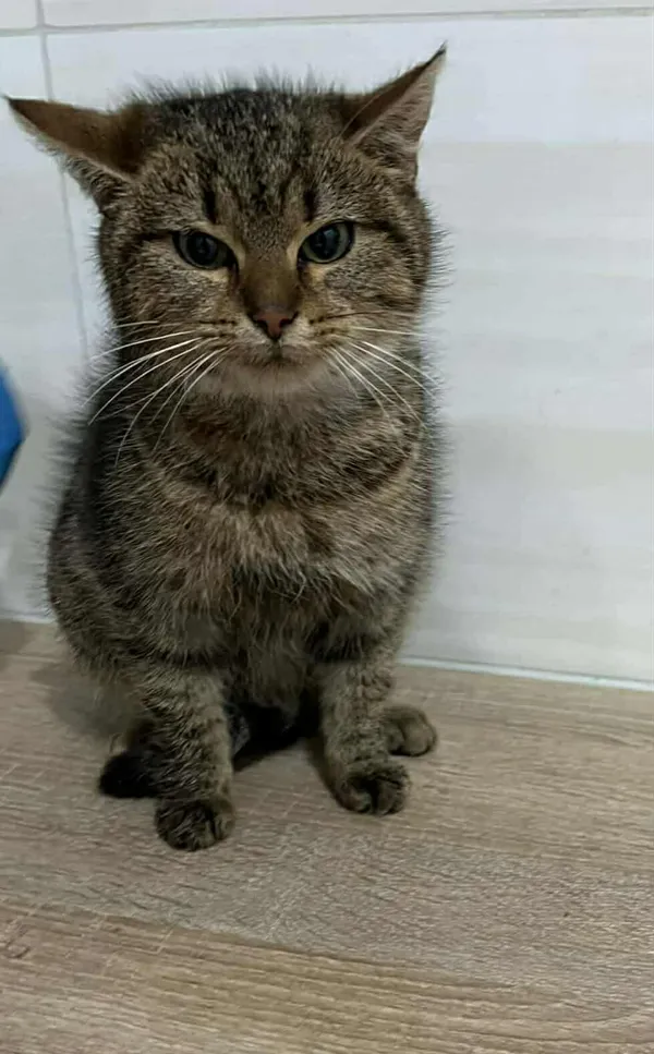 Znaleziono kota, Czartki, 19 grudnia 2025