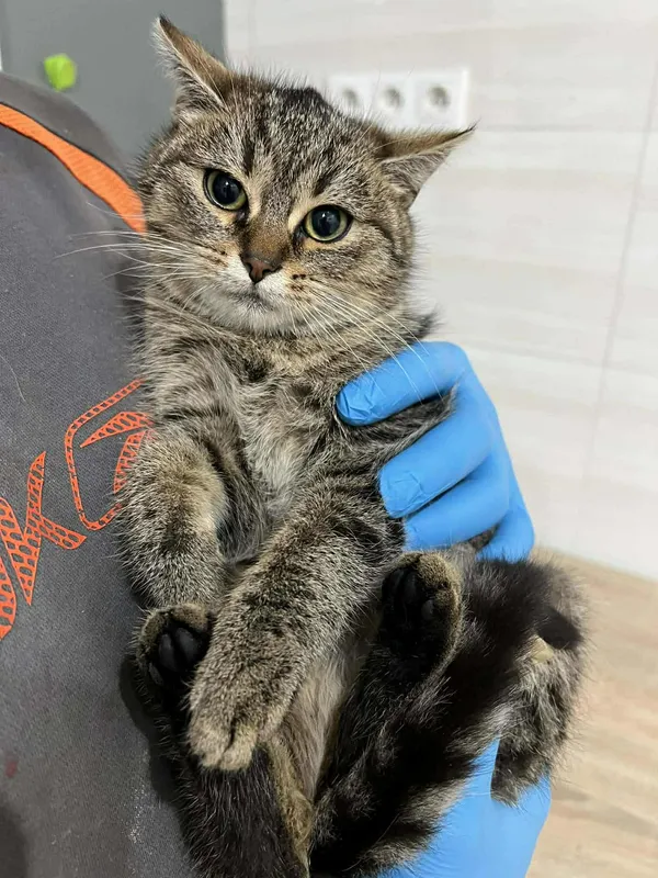 Znaleziono kota, Czartki, 19 grudnia 2025