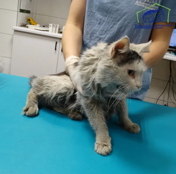 Znaleziono kota, Szczecin, 19 grudnia 2025 (1/2)