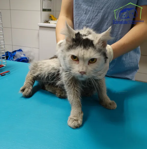 Znaleziono kota, Szczecin, 19 grudnia 2025 (2/2)