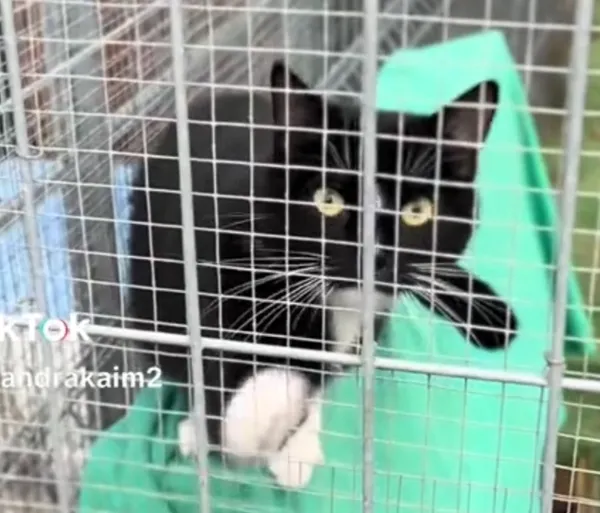 Kot do adopcji, Radom, 21 grudnia 2025