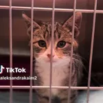 Kot do adopcji