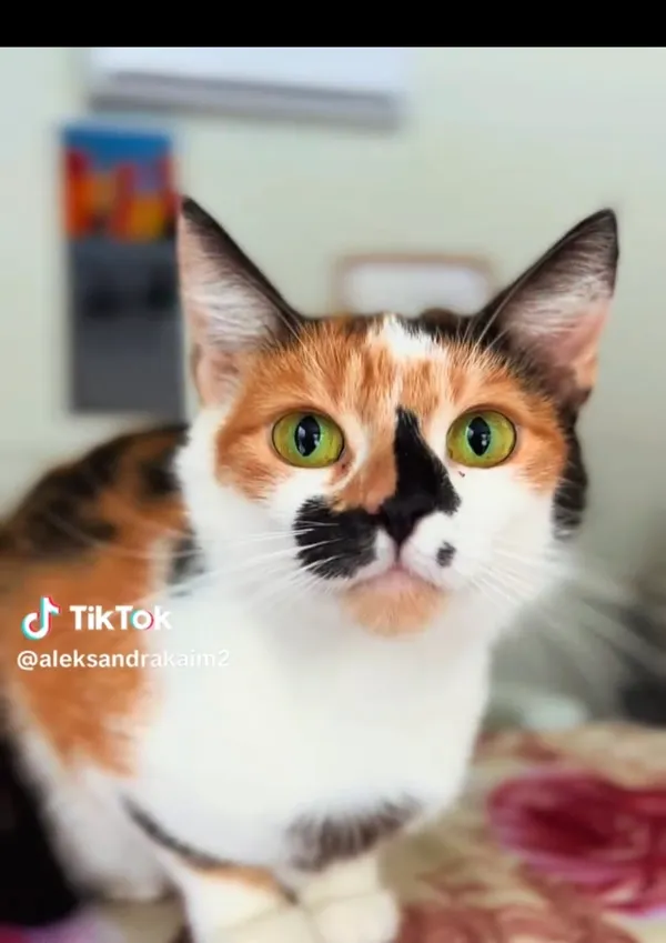 Kot do adopcji, Radom, 10 lutego 2026