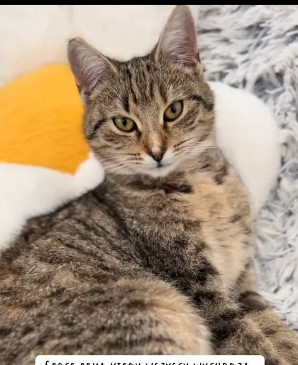 Kot do adopcji, Radom, 10 stycznia 2026