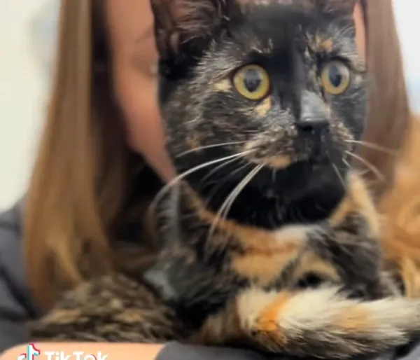 Kot do adopcji, Radom, 21 grudnia 2025