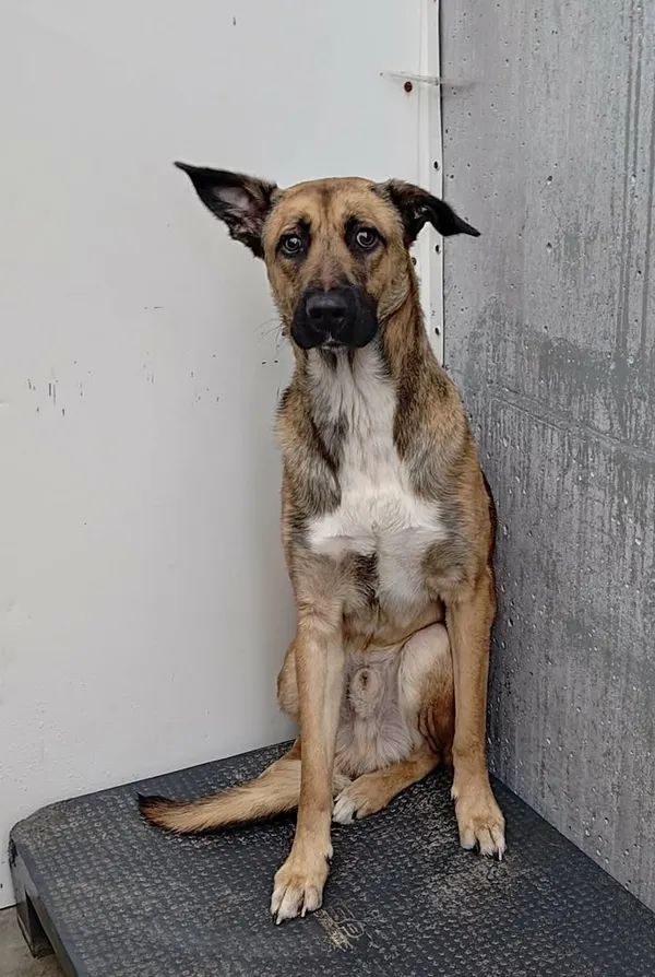 Znaleziono psa, Lublin, 19 grudnia 2025