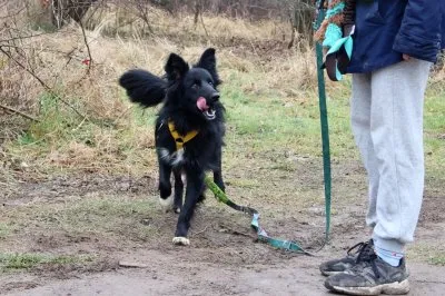 Pies do adopcji, Pabianice, 24 listopada 2025 (1/3)