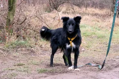 Pies do adopcji, Pabianice, 24 listopada 2025 (3/3)