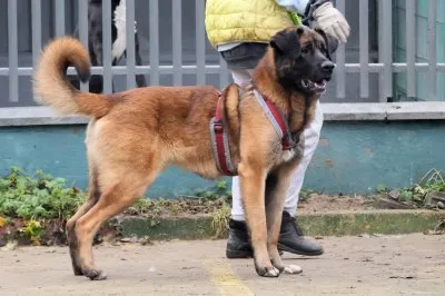 Pies do adopcji, Pabianice, 13 października 2025 (1/5)