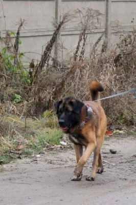 Pies do adopcji, Pabianice, 13 października 2025 (4/5)