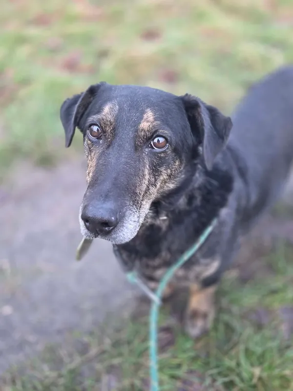 Pies do adopcji, Jelenia Góra, 5 grudnia 2025 (3/4)