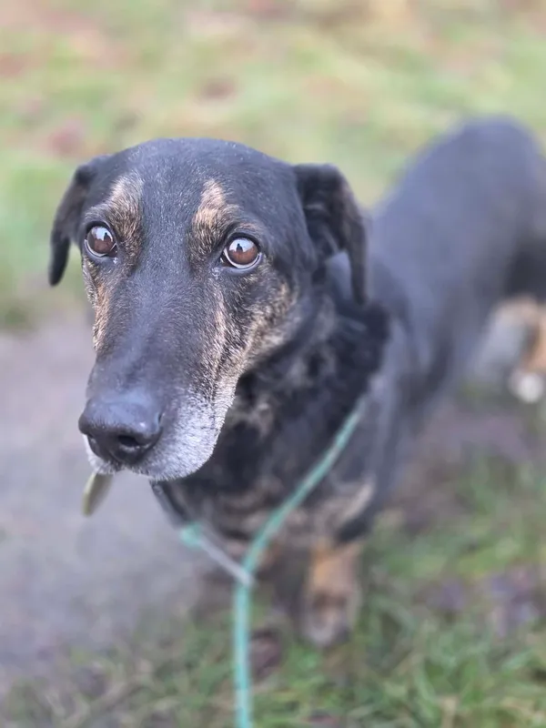 Pies do adopcji, Jelenia Góra, 5 grudnia 2025 (4/4)