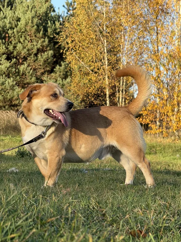 Pies do adopcji, Pieczyska, 20 grudnia 2025 (3/4)