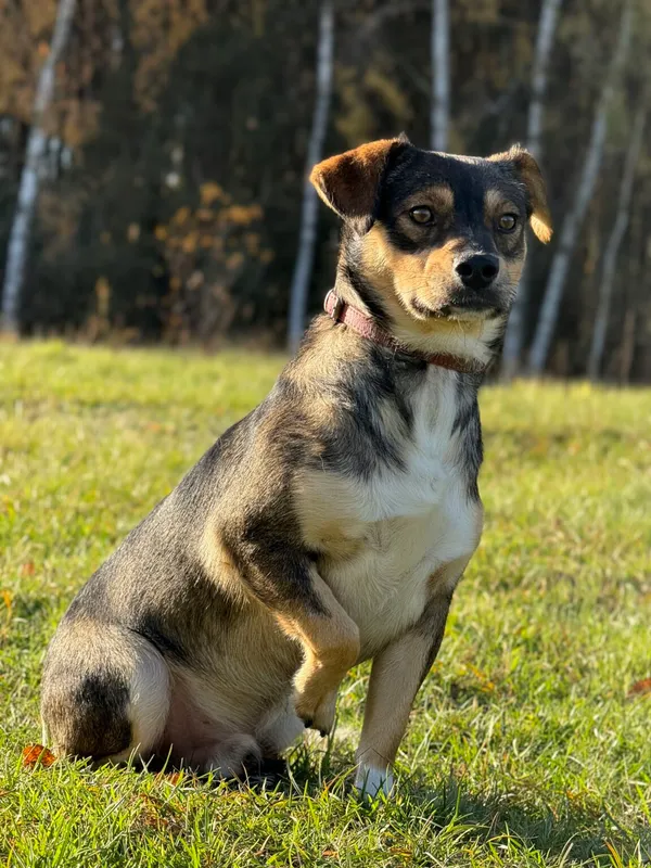 Pies do adopcji, Pieczyska, 20 grudnia 2025 (2/5)