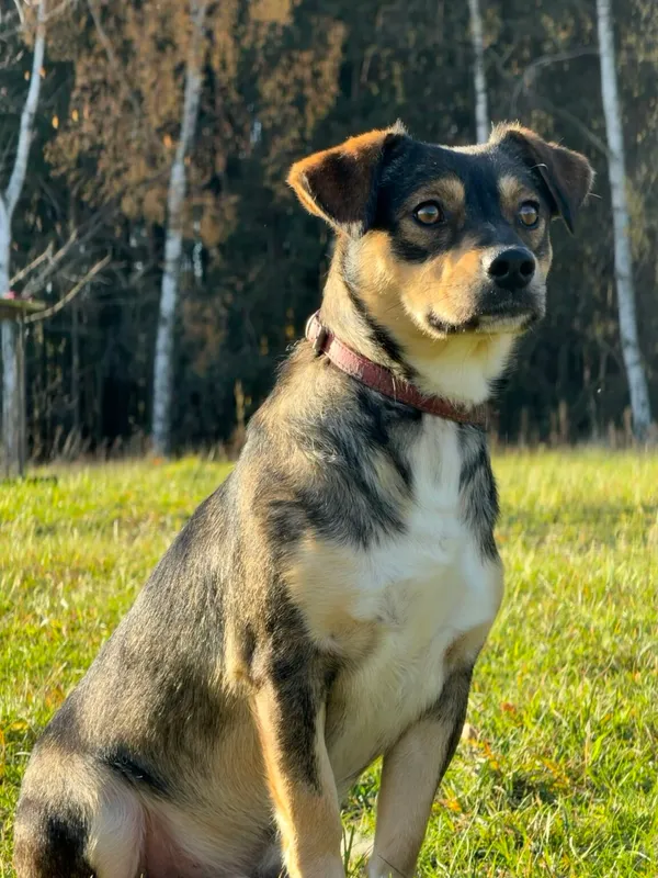 Pies do adopcji, Pieczyska, 20 grudnia 2025 (3/5)