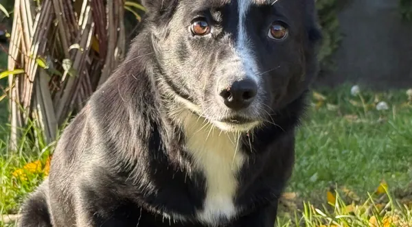 Pies do adopcji, Pieczyska, 20 grudnia 2025 (1/4)