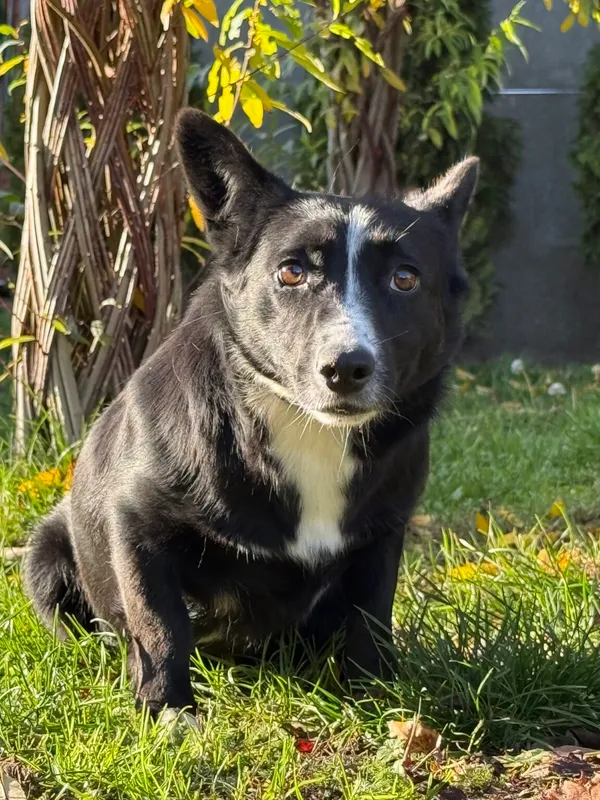 Pies do adopcji, Pieczyska, 20 grudnia 2025 (2/4)