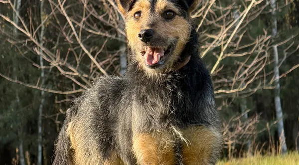 Pies do adopcji, Pieczyska, 20 grudnia 2025 (1/4)