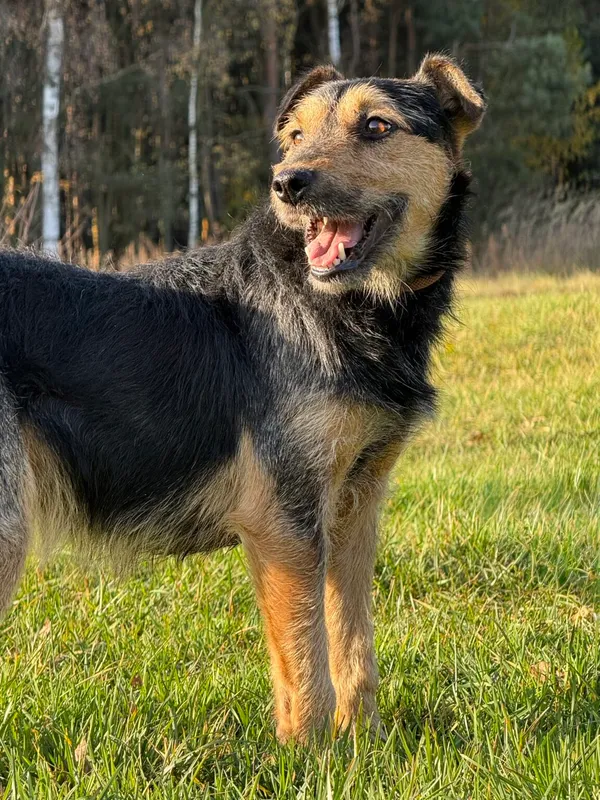 Pies do adopcji, Pieczyska, 20 grudnia 2025 (3/4)