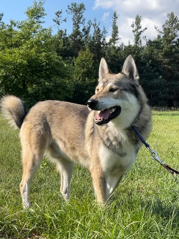 Pies do adopcji, Pieczyska, 20 grudnia 2025 (2/5)