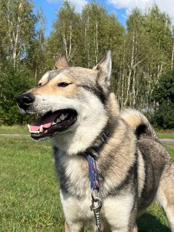 Pies do adopcji, Pieczyska, 20 grudnia 2025 (3/5)