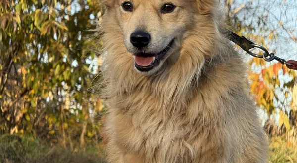 Pies do adopcji, Pieczyska, 20 grudnia 2025 (1/5)