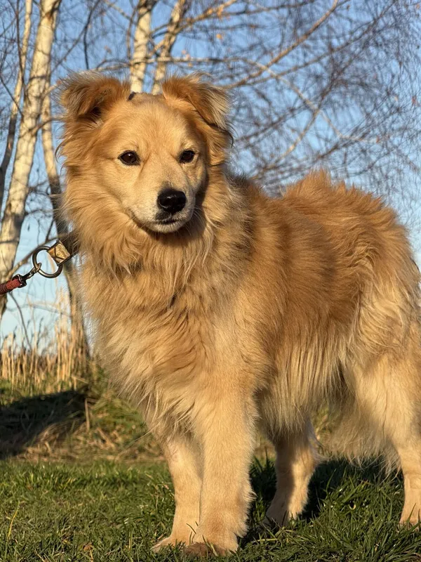 Pies do adopcji, Pieczyska, 20 grudnia 2025 (2/5)