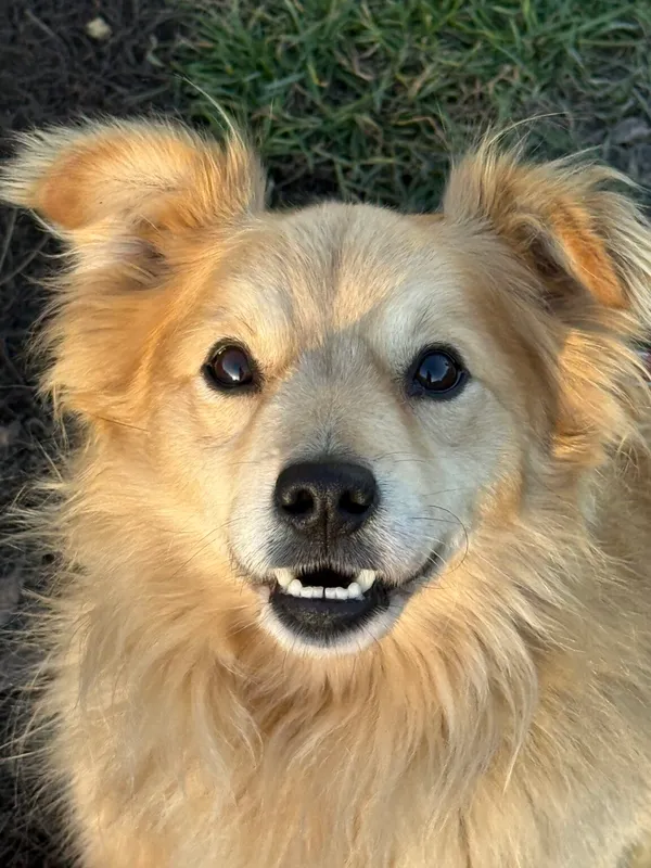 Pies do adopcji, Pieczyska, 20 grudnia 2025 (5/5)