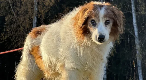 Pies do adopcji, Pieczyska, 20 grudnia 2025 (1/5)