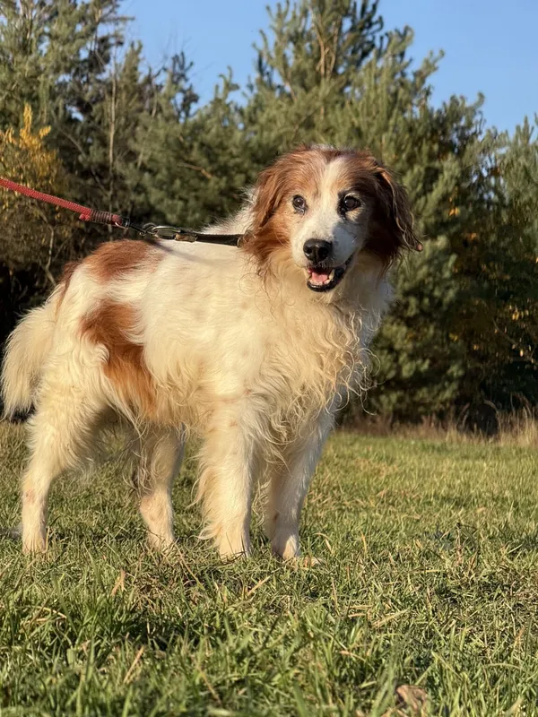 Pies do adopcji, Pieczyska, 20 grudnia 2025 (3/5)